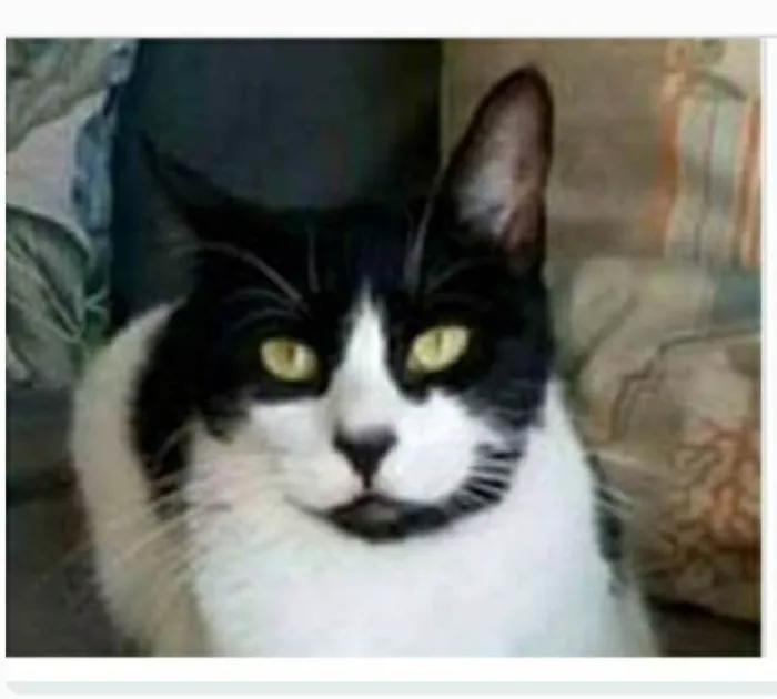 Gato ra a srd frajolinha  idade 2 anos nome FILÓ
