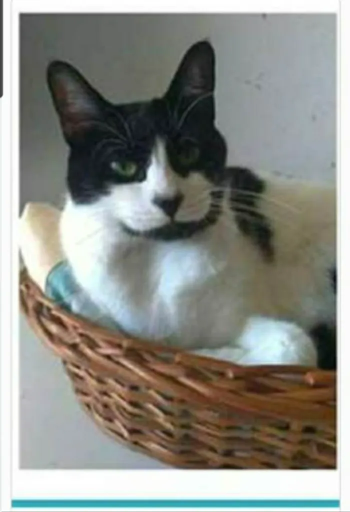 Gato ra a srd frajolinha  idade 2 anos nome FILÓ