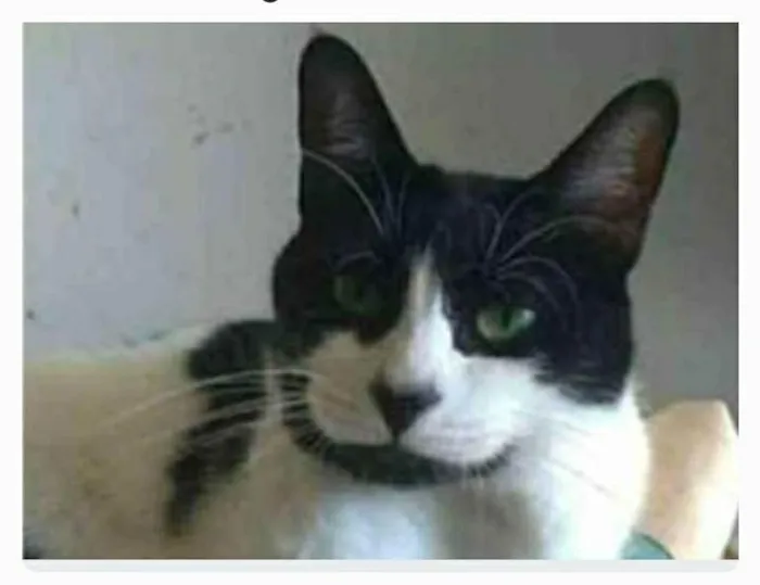 Gato ra a srd frajolinha  idade 2 anos nome FILÓ