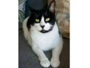 Gato raça srd frajolinha  idade 2 anos nome FILÓ