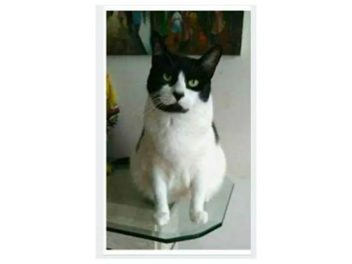 Gato ra a srd frajolinha  idade 2 anos nome FILÓ