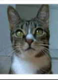 BELINHA