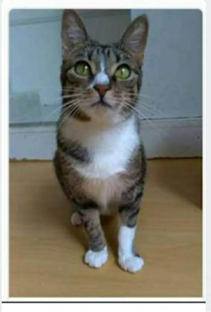 Gato ra a srd tigradinha  idade 1 ano nome BELINHA