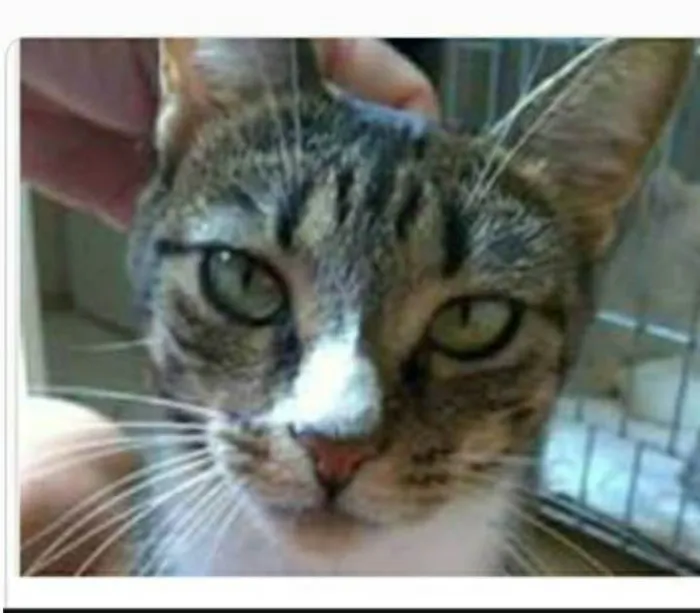 Gato ra a srd tigradinha  idade 1 ano nome BELINHA