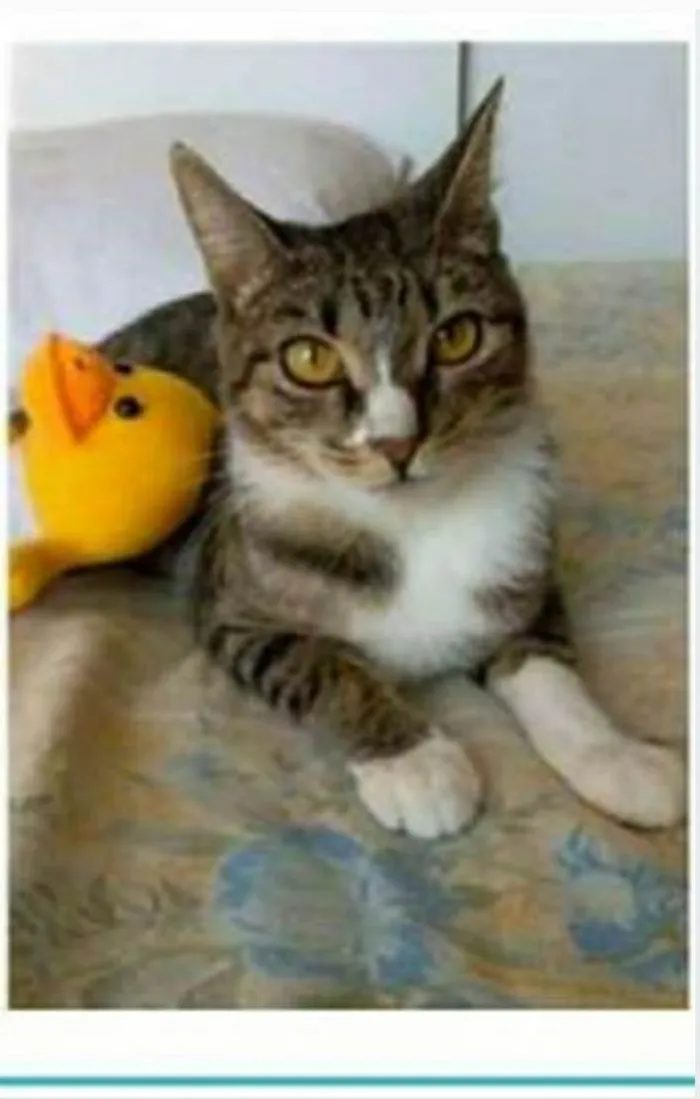 Gato ra a srd tigradinha  idade 1 ano nome BELINHA