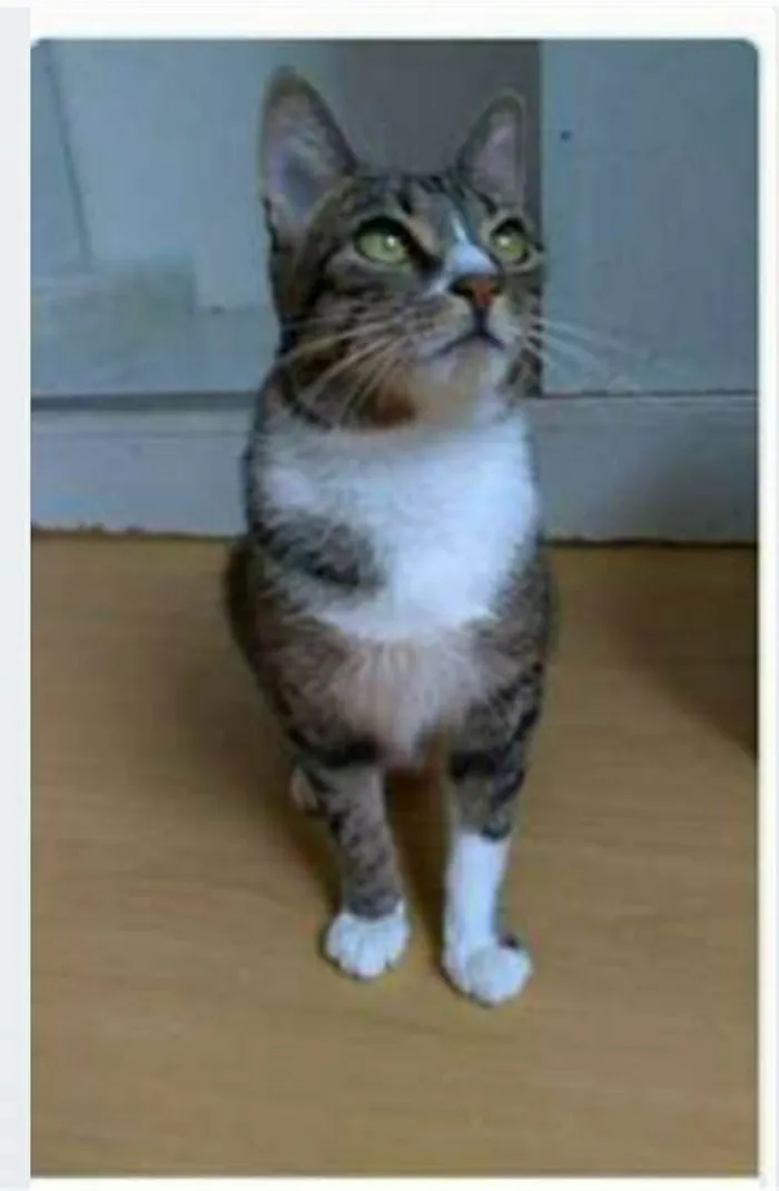 Gato ra a srd tigradinha  idade 1 ano nome BELINHA