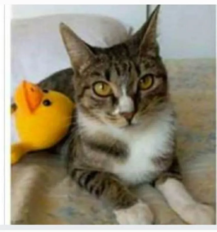 Gato ra a srd tigradinha  idade 1 ano nome BELINHA