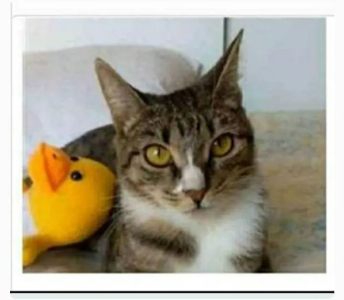 Gato ra a srd tigradinha  idade 1 ano nome BELINHA