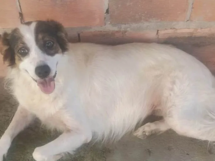 Cachorro ra a SRD-ViraLata idade 6 ou mais anos nome Poly