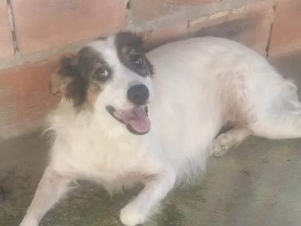 Cachorro ra a SRD-ViraLata idade 6 ou mais anos nome Poly