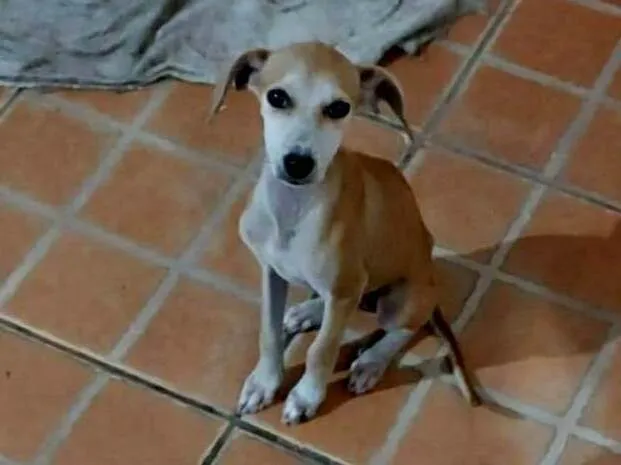 Cachorro ra a SRD-ViraLata idade 2 a 6 meses nome .