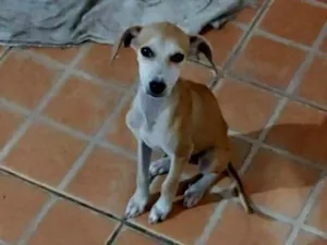 Cachorro raça SRD-ViraLata idade 2 a 6 meses nome .