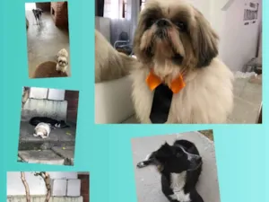 Cachorro raça Border Collie e Shih-tzu idade 1 ano nome Adônis e Pipoca