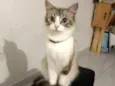 Monikinha