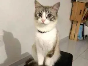 Gato raça SRD-ViraLata idade 1 ano nome Monikinha