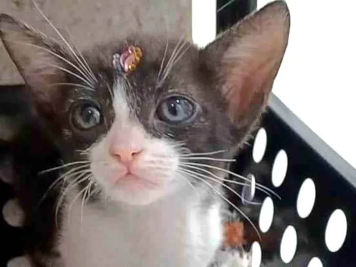Gato ra a srd frajolinha  idade 2 a 6 meses nome JOANA