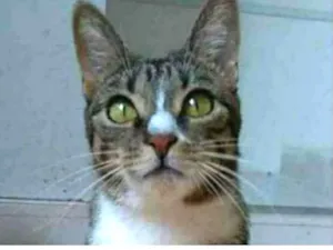 Gato raça srd tigradinha  idade 1 ano nome BELINHA