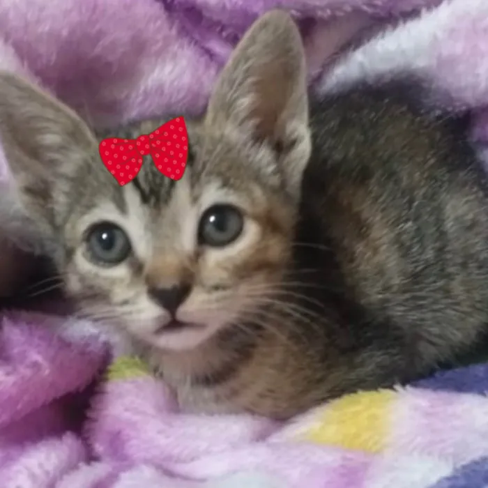 Gato ra a Mestica  idade 2 a 6 meses nome Susan