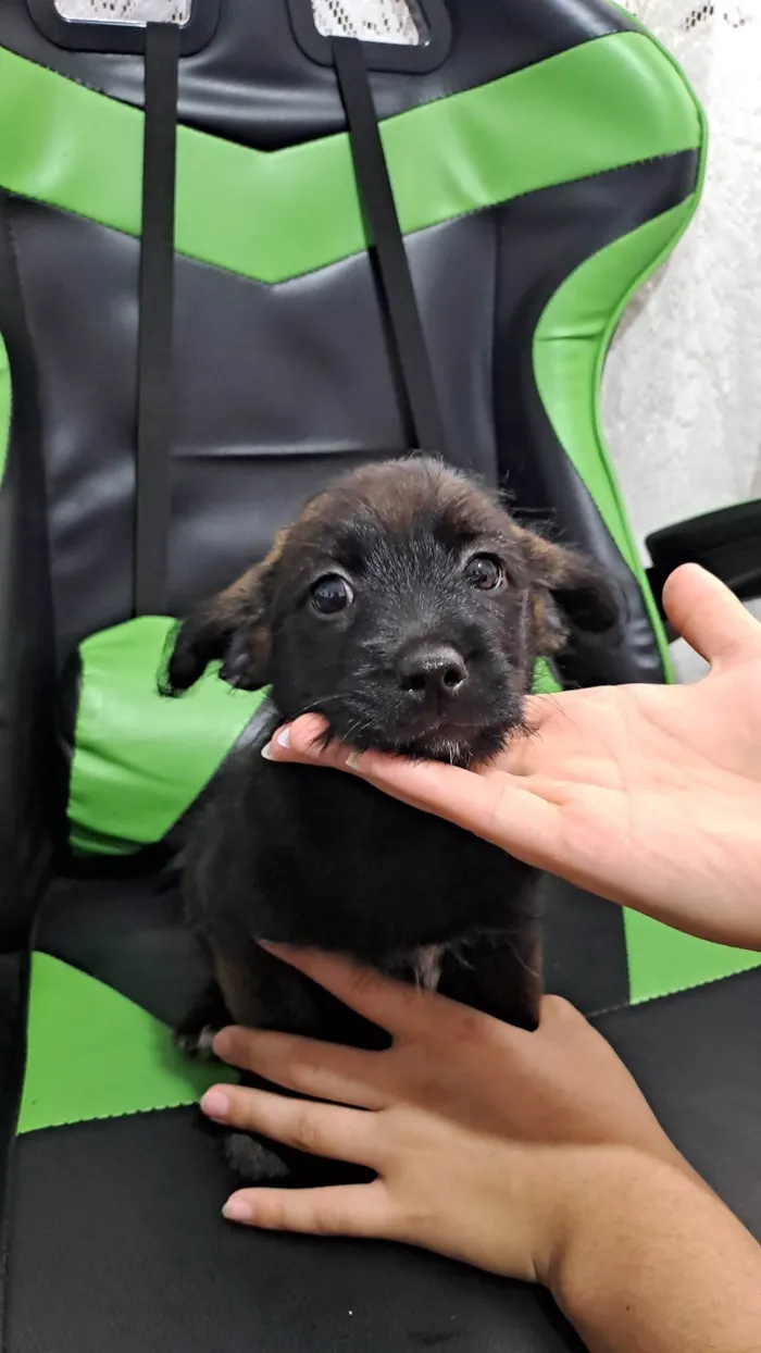 Cachorro ra a SRD-ViraLata idade 2 a 6 meses nome Maria