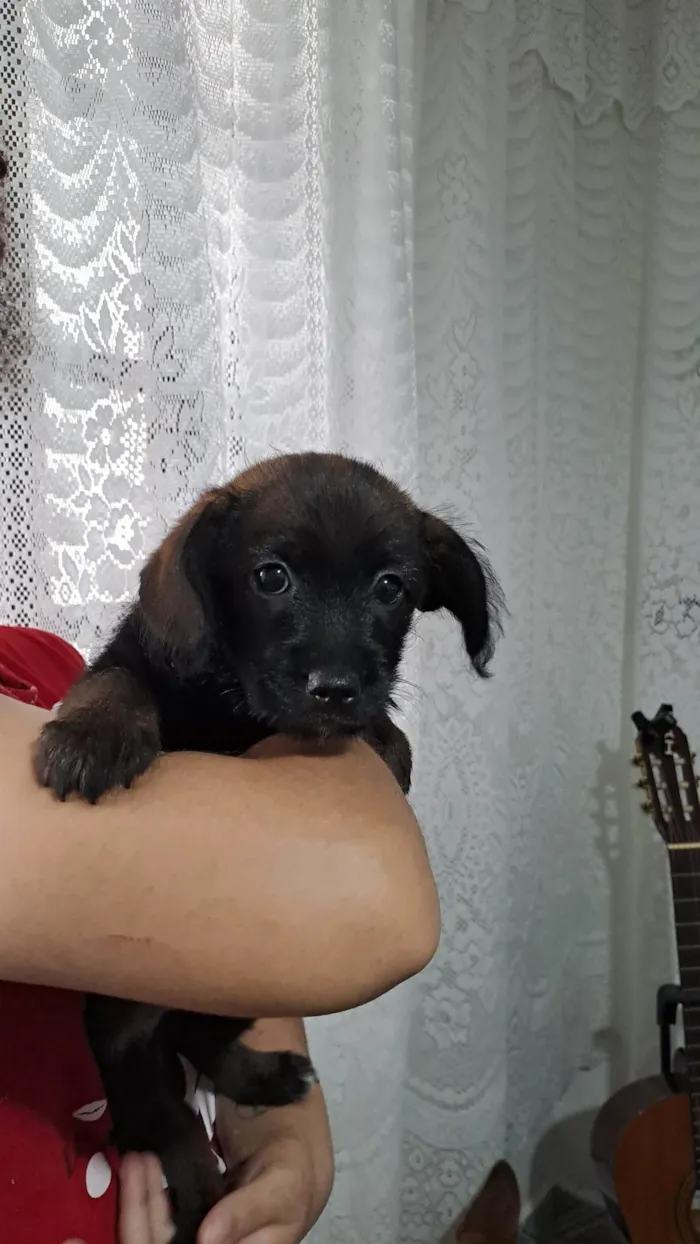 Cachorro ra a SRD-ViraLata idade 2 a 6 meses nome Maria