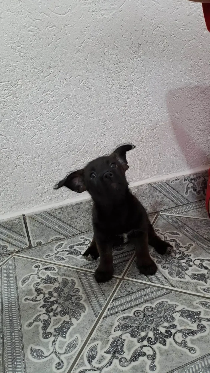 Cachorro ra a SRD-ViraLata idade 2 a 6 meses nome Maria