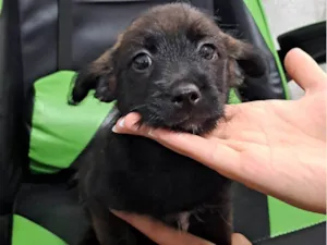 Cachorro raça SRD-ViraLata idade 2 a 6 meses nome Maria