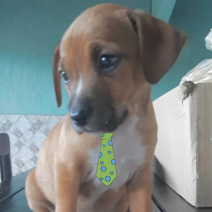 Cachorro ra a Mestico  idade 2 a 6 meses nome Leo