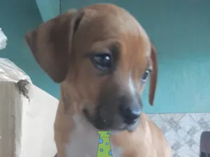 Cachorro raça Mestico  idade 2 a 6 meses nome Leo