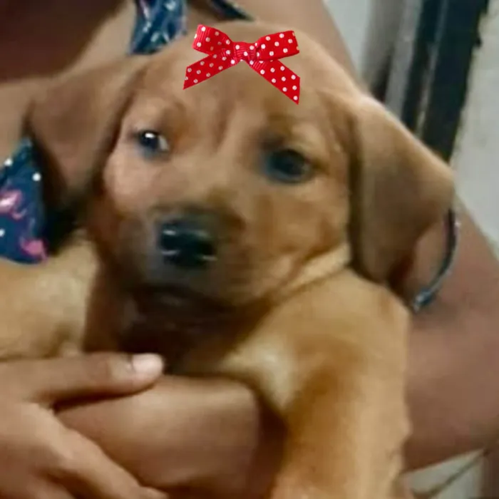 Cachorro ra a Mestica  idade 2 a 6 meses nome Bebel 