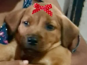 Cachorro raça Mestica  idade 2 a 6 meses nome Bebel 
