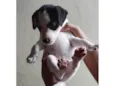Bolinha
