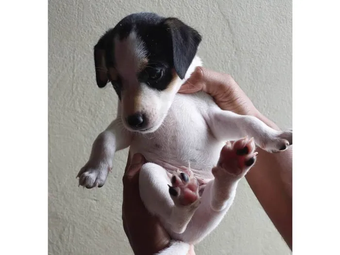 Cachorro ra a SRD-ViraLata idade Abaixo de 2 meses nome Bolinha