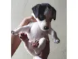Bolinha