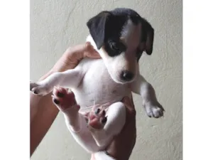 Cachorro raça SRD-ViraLata idade Abaixo de 2 meses nome Bolinha