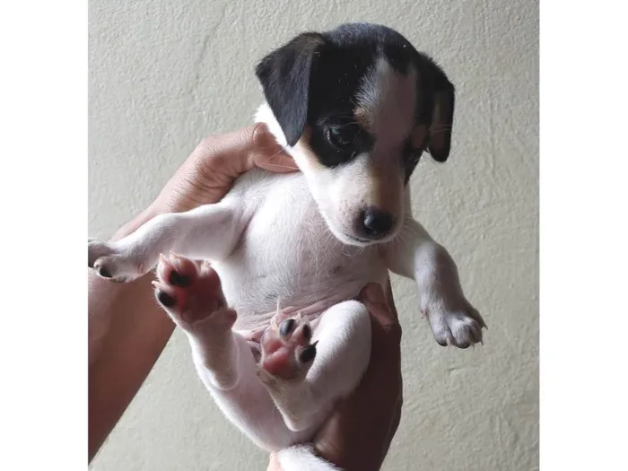 Cachorro ra a SRD-ViraLata idade Abaixo de 2 meses nome Bolinha