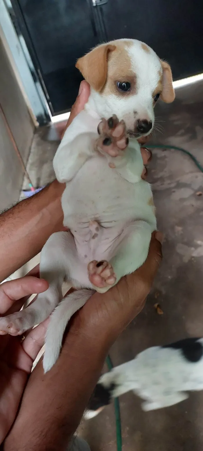 Cachorro ra a SRD-ViraLata idade Abaixo de 2 meses nome Thor