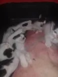 não possuem