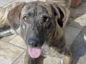 Cachorro raça Fila  idade 7 a 11 meses nome Thor 