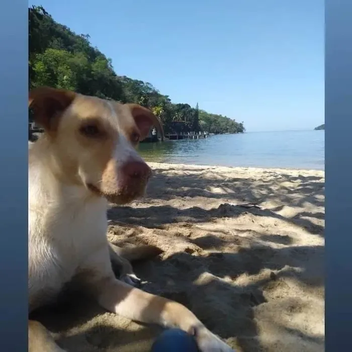 Cachorro ra a biralata  idade 2 anos nome leo