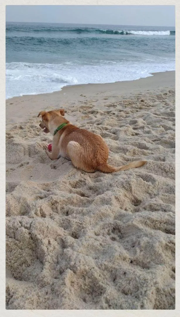 Cachorro ra a biralata  idade 2 anos nome leo