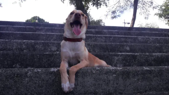 Cachorro ra a biralata  idade 2 anos nome leo