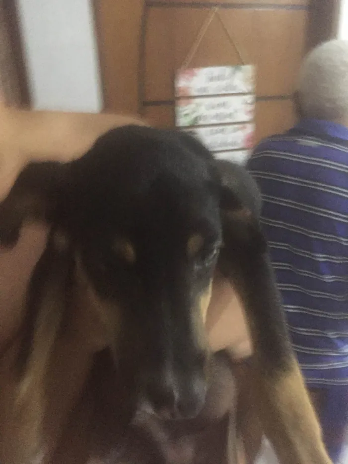 Cachorro ra a SRD-ViraLata idade  nome Apolo