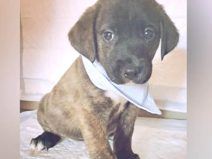 Cachorro raça SRD-ViraLata idade Abaixo de 2 meses nome Filhotes