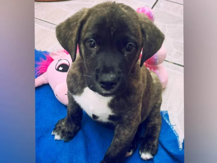 Cachorro raça SRD-ViraLata idade Abaixo de 2 meses nome Filhotes