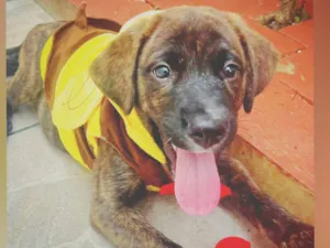 Cachorro raça SRD-ViraLata idade Abaixo de 2 meses nome Filhotes