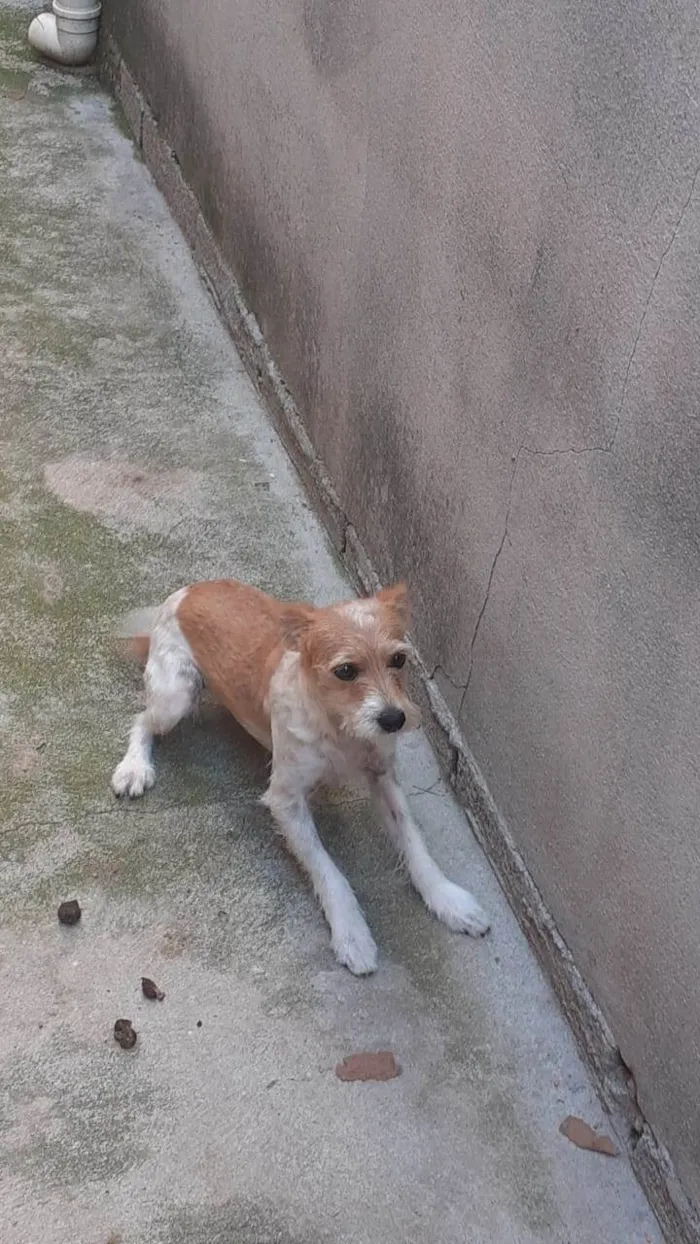 Cachorro ra a SRD-ViraLata idade  nome Pipoca