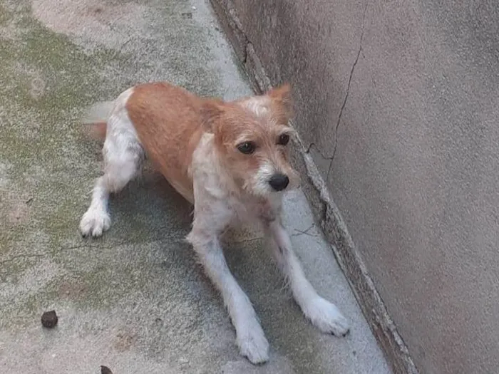 Cachorro ra a SRD-ViraLata idade  nome Pipoca