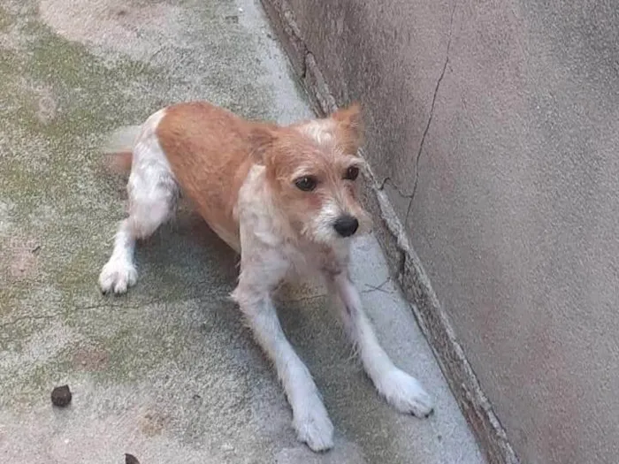 Cachorro ra a SRD-ViraLata idade  nome Pipoca