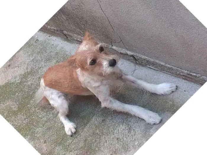 Cachorro ra a SRD-ViraLata idade  nome Pipoca