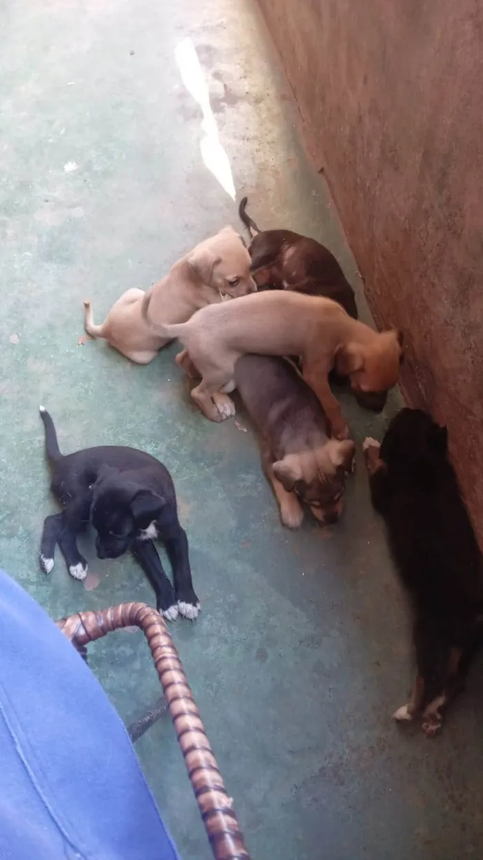 Cachorro ra a SRD-ViraLata idade 2 a 6 meses nome Sem nome 